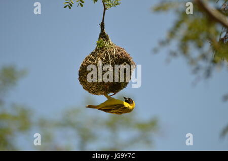 Southern Masked Weaver at Eco Ranger Academy Stock Photo