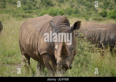 White Rhinoceros in Pilansberg National Park Stock Photo