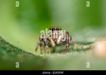 Yellow and orange jumping spider on a leaf, with green background, closeup macro