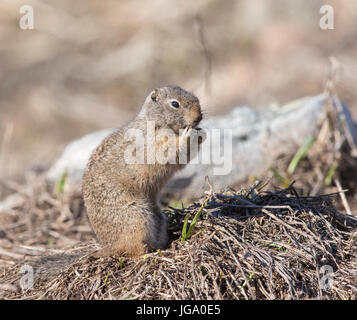 Uinta ground squirrel out of burrow in early spring  with snow on ground Stock Photo