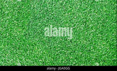 duckweed and watermeal pond, lake, outdoor fresh water, fish tank plant Stock Photo