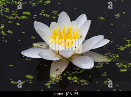 White water lily and some Duckweed Stock Photo