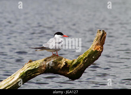 Common Tern sitting on branch in water Stock Photo