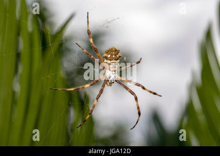 Wild spider waiting for prey in the forest Stock Photo