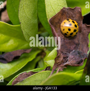 Brown ladybug with black dots on a dry dead leaf Stock Photo
