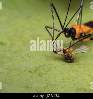 Zelus longipes Linnaeus also known as milkweed assassin bug eating a bug Stock Photo