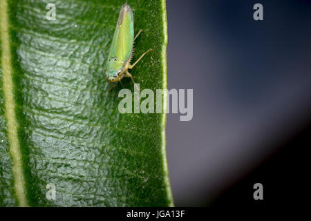 Cicadella viridis bug on a plant leaf Stock Photo
