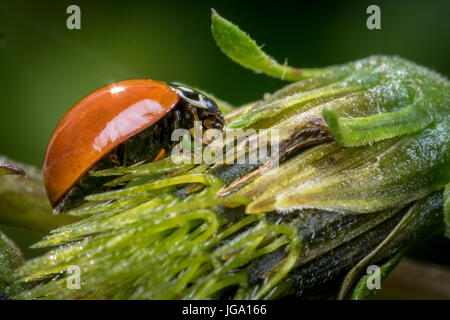 Orange ladybug walking on a flower bud Stock Photo