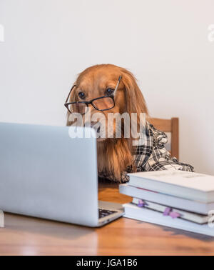 Golden Retriever In The Use Of Computers Stock Photo Alamy