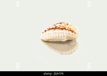 Beautiful sea shell,Chione paphia, isolated on a mirror background, view from the side Stock Photo