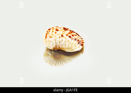 Beautiful sea shell,Chione paphia, isolated on a mirror background, view from the side Stock Photo