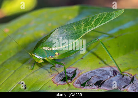 Katydid, “Philophyllia guttulata”-La Selva, Costa Rica