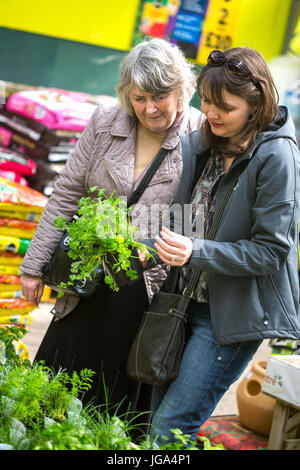 Woman choosing strawberry plants from garden Centre UK. gardening instructional image Stock Photo