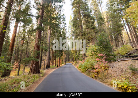 Generals Hwy thru Sequoia National Park in California, USA Stock Photo