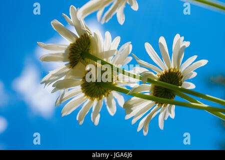 Beautiful Close Ups, Stunning Flowers Stock Photo