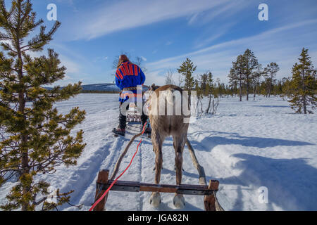 Reindeer Sledding, Lapland, Finland Stock Photo