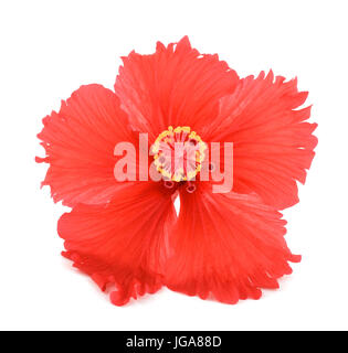 Red hibiscus flower isolated on white background. Stock Photo