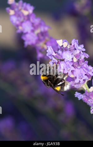 Bumblebee (Bombus) on lavender (Lavandula) - Macro shot Stock Photo