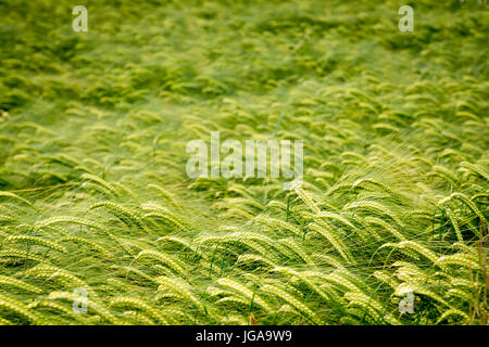 Crop of barley growing in an English field Stock Photo