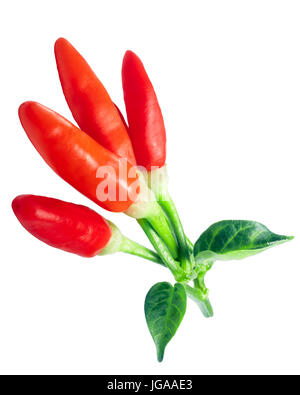 Tabasco chile peppers (Capsicum frutescens), with leaves, ripe. Clipping path Stock Photo
