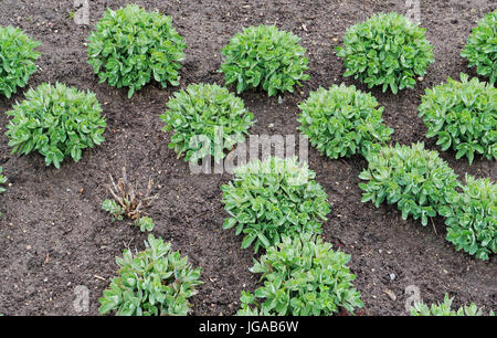 Spring flowerbed with a green plant succulent - Decorative Cabbage. Handmade collage from several outdoors photos Stock Photo