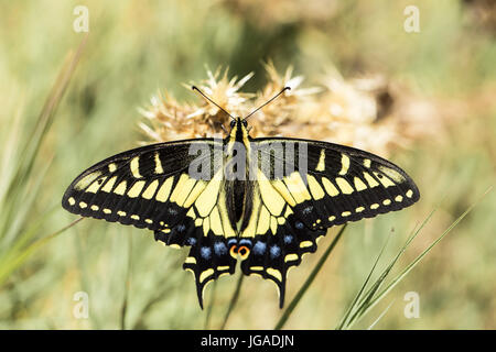 Anise Swallowtail (Papilio zelicaon) nectaring. Stock Photo