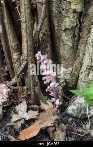 Toothwort: Lathraea squamaria. In Hazel coppiced wood. Surrey, England Stock Photo