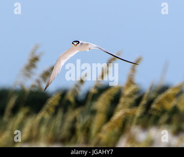 Least Terns colony in St.Augustine Stock Photo