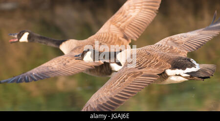 two greater canada goose in flight Stock Photo