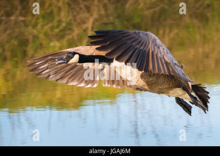 greater canada goose in flight Stock Photo