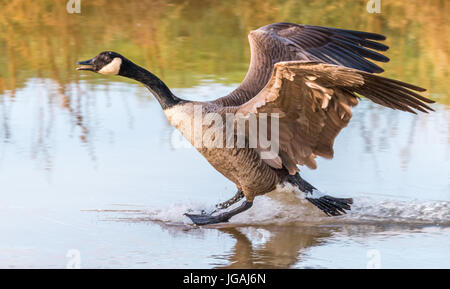 greater canada goose landing on water Stock Photo