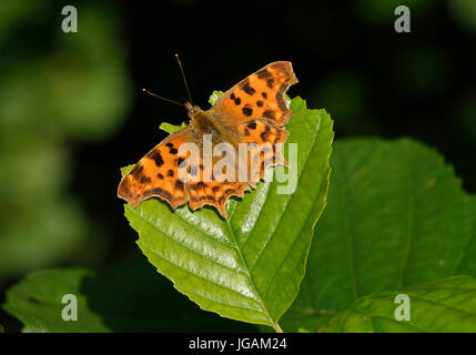 Comma Butterfly - Polygonia c-album Catching evening sun on leaf Stock Photo