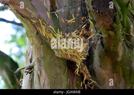 Spinnennetz mit Tannennadeln, Spider web with pine needles Stock Photo