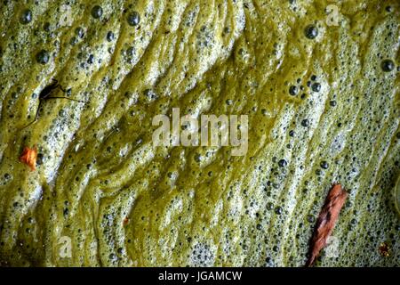 algen auf einem teich, algae, green algae Stock Photo Alamy
