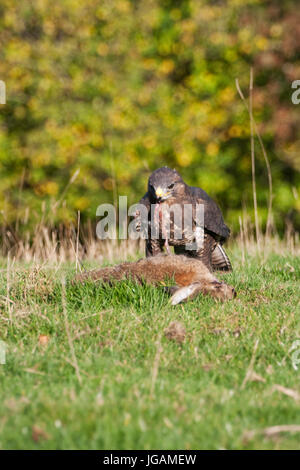 Common Buzzard Feeding on a Rabbit in Field Stock Photo