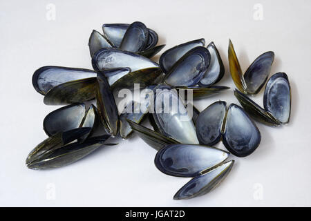 Empty Mussel shells on white background Stock Photo