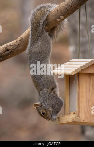 Acrobatic grey squirrel hanging upside down from a branch by his tail to eat from a cedar bird feeder. Stock Photo