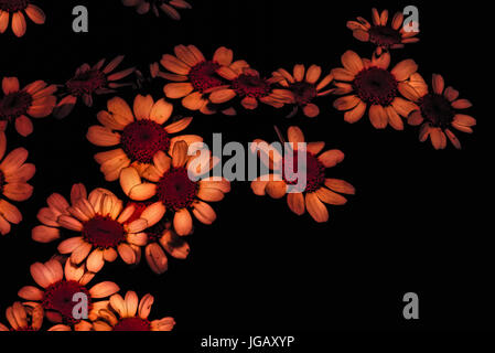 Fine art still life low key muted soft colored image of a set of isolated white orange chamomile blossoms floating on black background,red finish Stock Photo