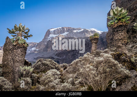 Giant senecio decorating Kilimanjaro slopes, Tanzania, Africa Stock Photo