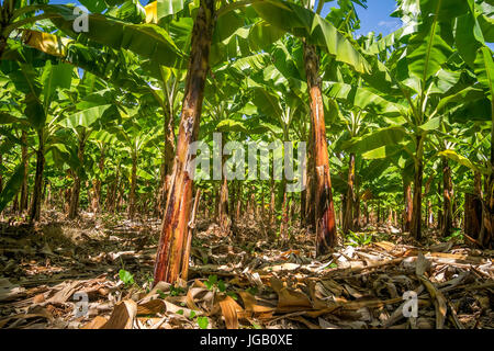 Giant Cavendish banana plantation is Kenya, East Africa Stock Photo