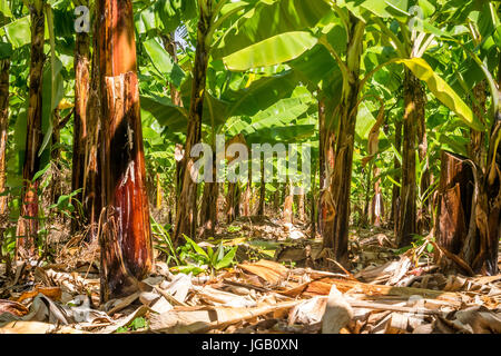 Giant Cavendish banana plantation is Kenya, East Africa Stock Photo