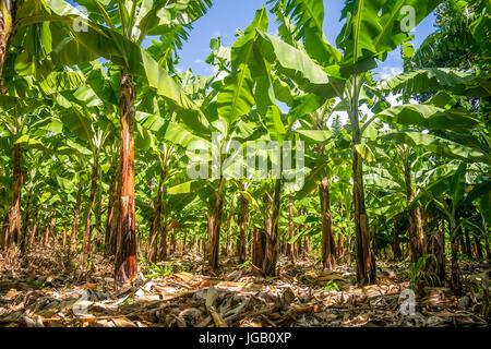 Giant Cavendish banana plantation is Kenya, East Africa Stock Photo