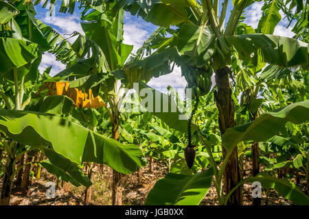 Giant Cavendish banana plantation is Kenya, East Africa Stock Photo