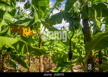 Giant Cavendish banana plantation is Kenya, East Africa Stock Photo