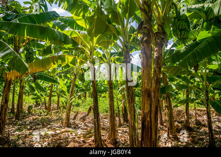 Giant Cavendish banana plantation is Kenya, East Africa Stock Photo