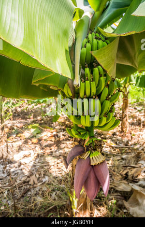 Closeup of giant cavendish banana bunch on the plantation Stock Photo