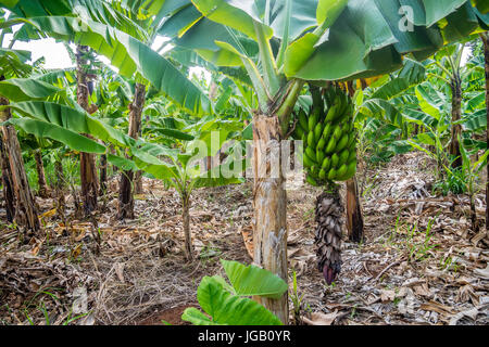 Closeup of giant cavendish banana bunch on the plantation Stock Photo