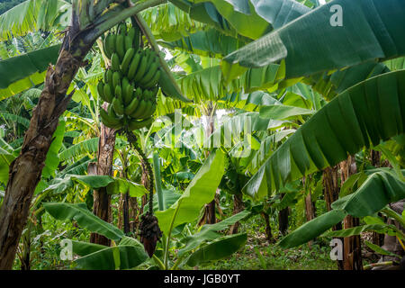 Closeup of giant cavendish banana bunch on the plantation Stock Photo