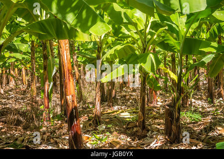 Giant Cavendish banana plantation is Kenya, East Africa Stock Photo