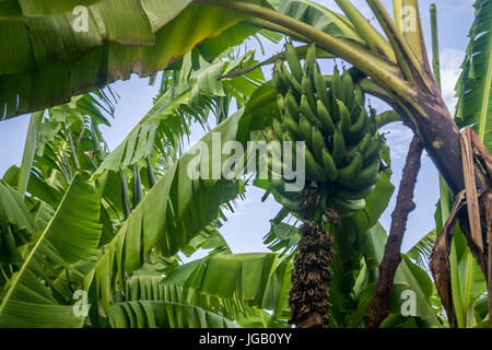 Closeup of giant cavendish banana bunch on the plantation Stock Photo